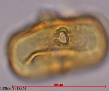 ISEM 1/Pouteria_baehniana_29326/Pouteria_baehniana_29326_0001(copy)_thumb.jpg